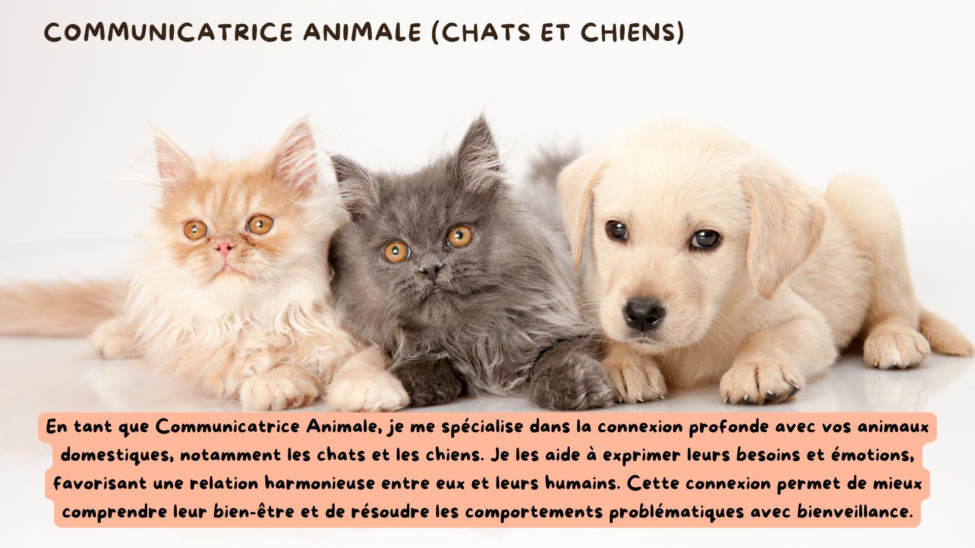 Communicatrice Animale